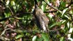 The tiny Collared Owlet Landour