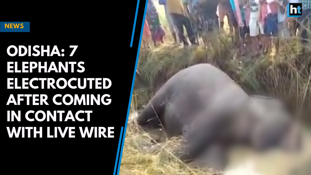 Odisha: 7 elephants electrocuted after coming in contact with live wire