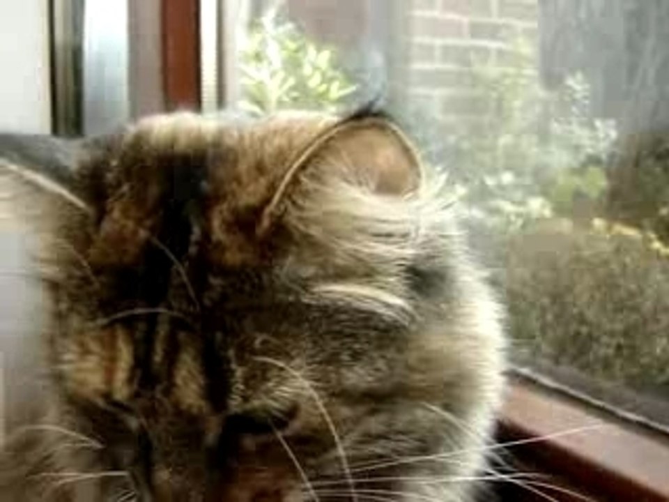 Frimousse et le miam-miam volants