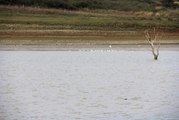 Sazlıdere Baraj Gölü'nde Kuşların Dansı Kamerada