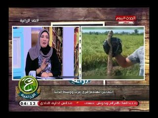 فضيحة يكشفها مذيعا الحدث لمسئولي البحيرة بعد هجوم الافاعي والثعابين: غذوا الثعابين بدلاً من قتلها