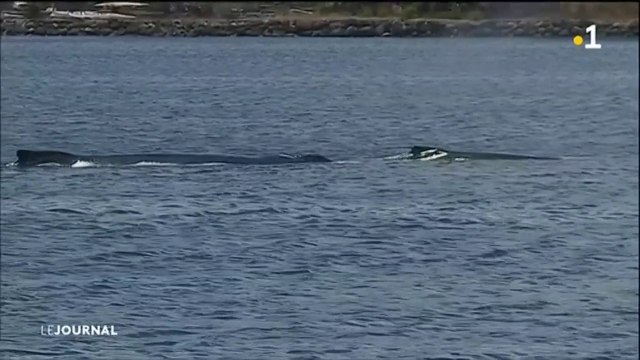 Deux baleines se donnent en spectacle dans le port de Papeete