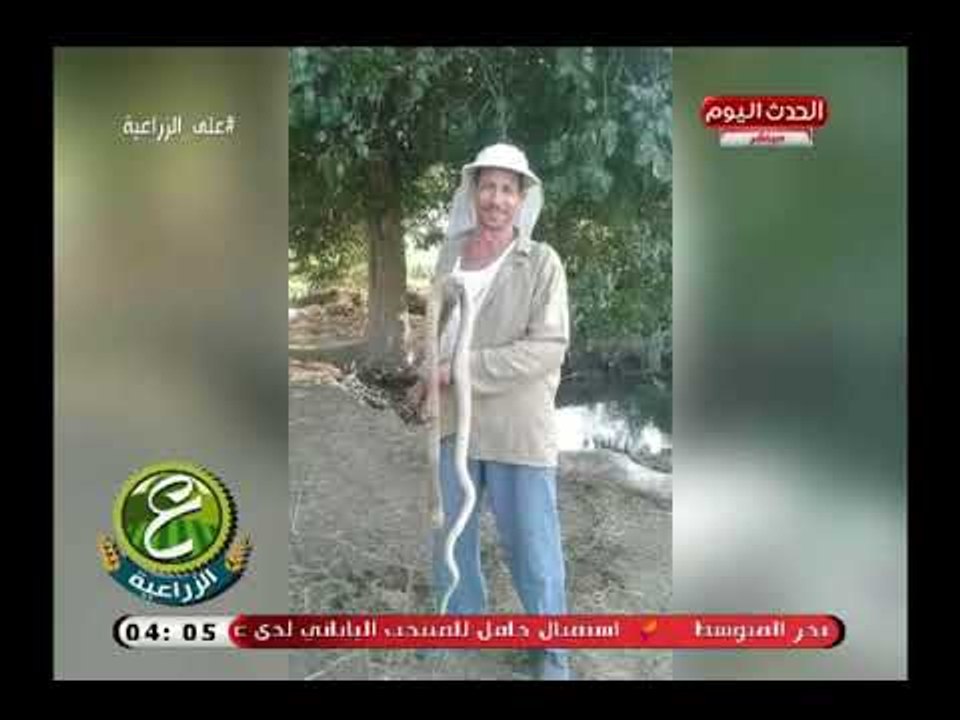 بالصور| شاهد هجوم الثعابين والافاعي على قرية منية السعيد بالبحيرة وإصابات خطيرة للاهالي