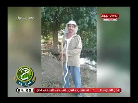 بالصور| شاهد هجوم الثعابين والافاعي على قرية منية السعيد بالبحيرة وإصابات خطيرة للاهالي