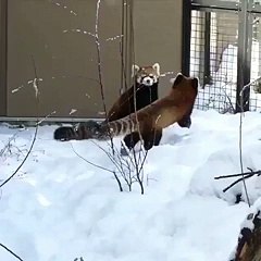 Red Pandas High Five - aww