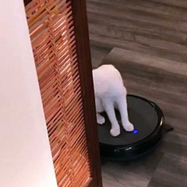 My parent’s crazy cat - aww