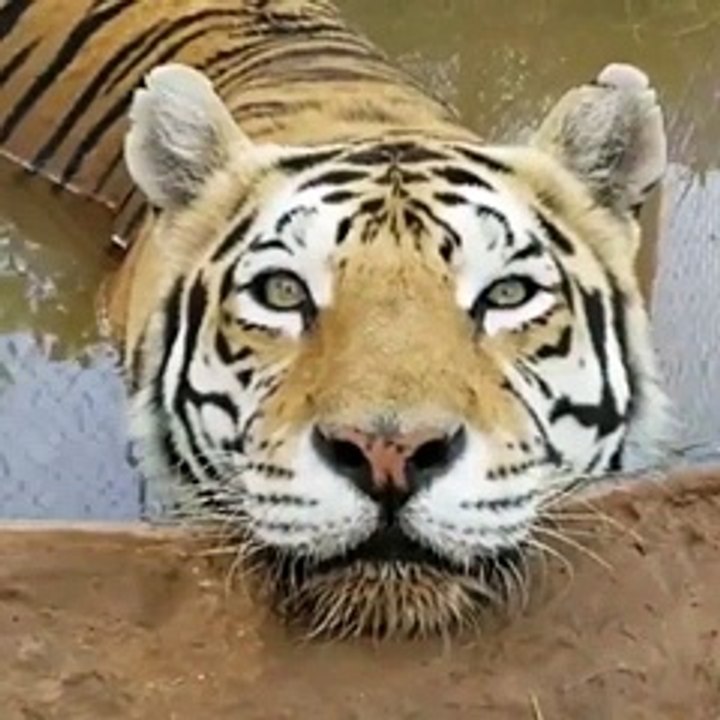 He's Just Chilling - aww
