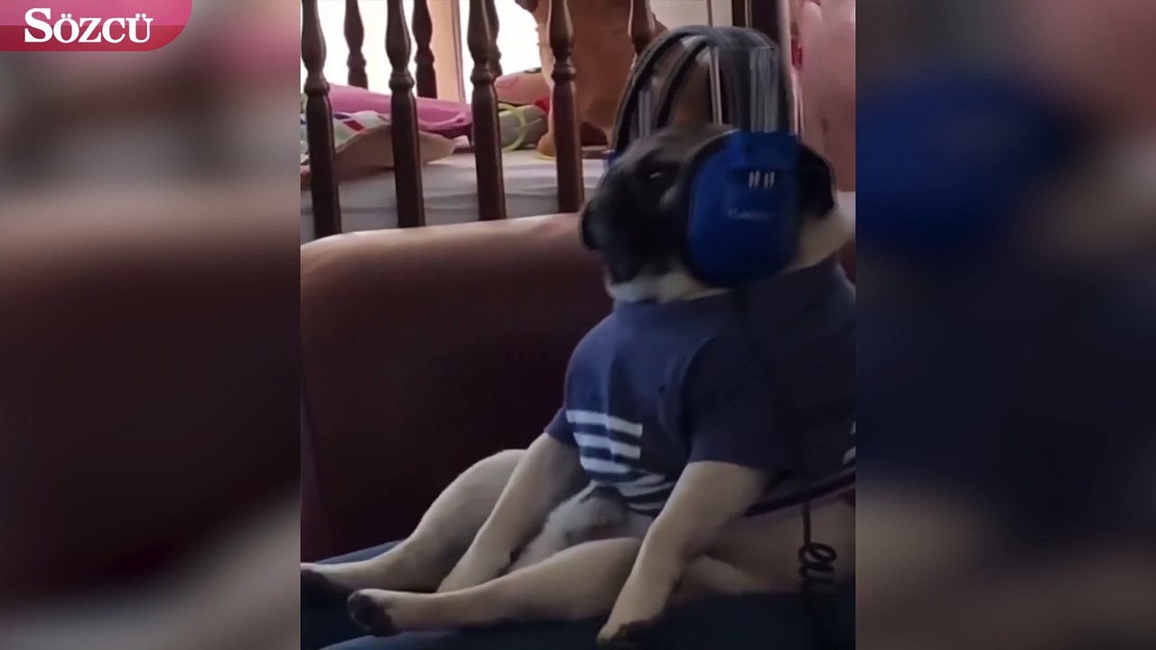 Kendini müziğin ritmine kaptıran köpek izleyenleri güldürdü