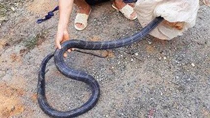 スネーク呼吸ベアリング生物兵器はい1いいえ2  -  CotofoodTV