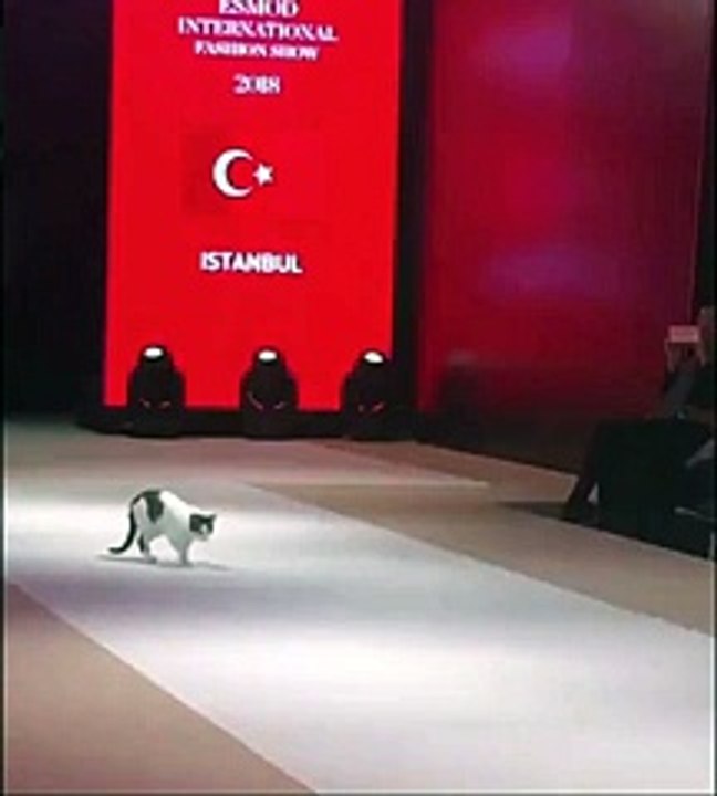 That is how you catwalk you amateur - aww