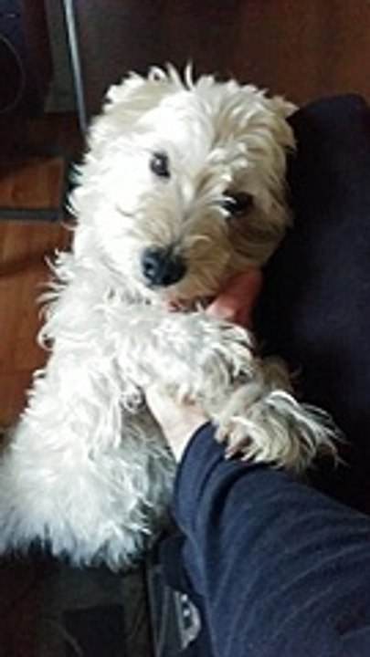 I think my GF's dogo just adopted me. - aww