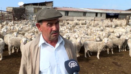 Tiftik keçisi sayısı desteklerle arttı - ANKARA