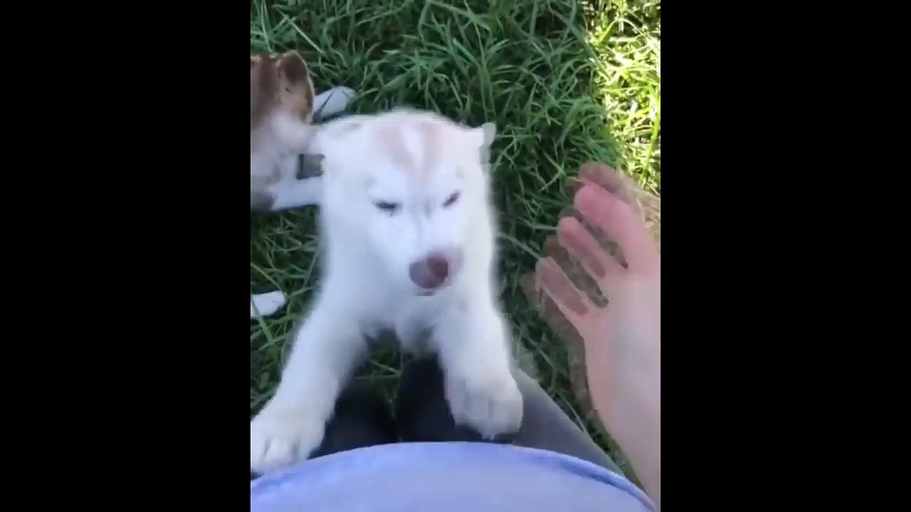 Funny Cats and Dogs Video