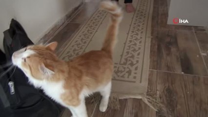 Kayıp Kedisi Bulabilmek İçin Semt Değiştirdi
