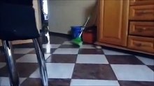 Cat Dog wrc sound funny drift