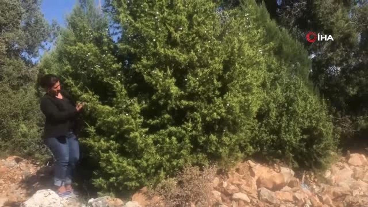 Toroslar'ın Şifa Kaynağı Andız Pekmezi