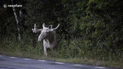 Rare footage of stunning white moose shot in Sweden