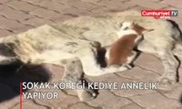 Sokak köpeği, kediye annelik yapıyor