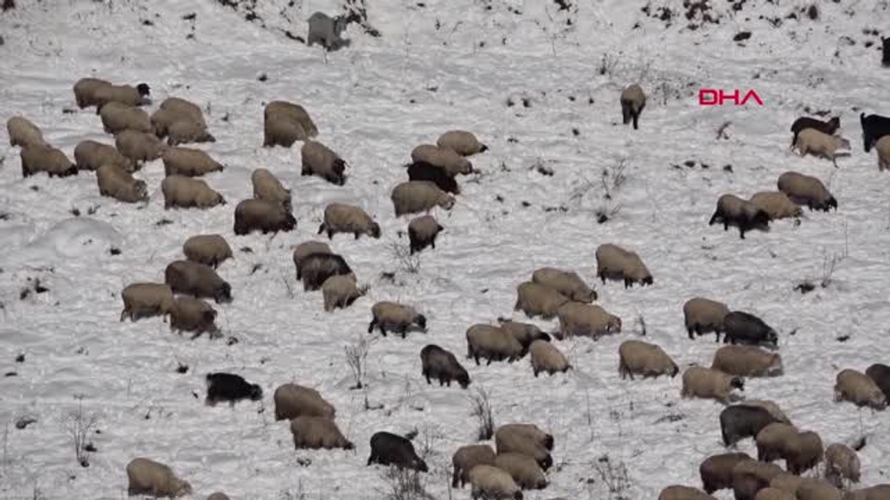 Gümüşhane Limni Gölü'nde Kış Güzelliği