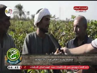 كاميرا ع الزراعية| ترصد معاناة فلاحو بني سويف في توريد محصول القطن