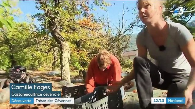 Découverte : la récolte des châtaignes, trésors des Cévennes