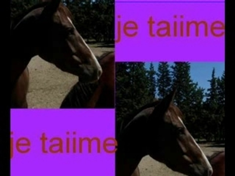 camille é questa (sa jument