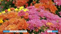 Toussaint : la saison des chrysanthèmes est ouverte