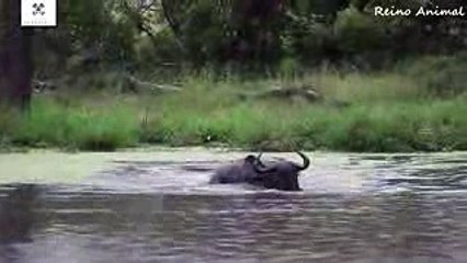 Wild Crocodilos Hunting Zebras and Buffalo...