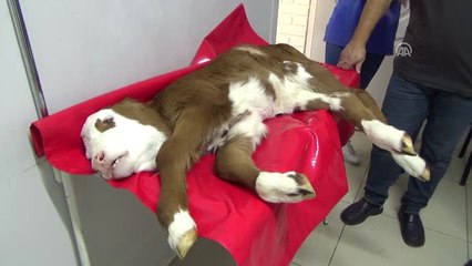Bağırsağı Gelişmeyen Buzağıya Hayat Kurtaran Ameliyat