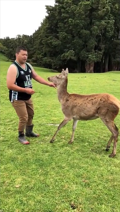 Cet homme a réussi à dresser une biche facilement ! Incroyable