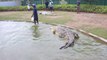 Il vient nourrir un énorme crocodile... Impressionnant