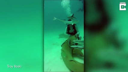 Tải video: Un plongeur sauve un requin piégé par un hameçon... Joli