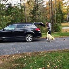 Ce chien n'avait qu'une envie... regardez