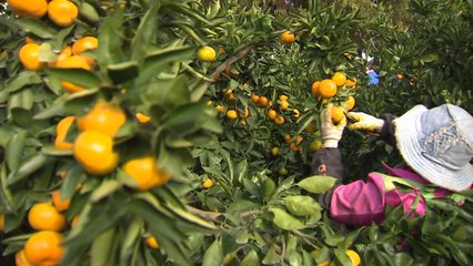 제주에 "감귤따러 오세요"...항공 ·숙박비 지원 / YTN