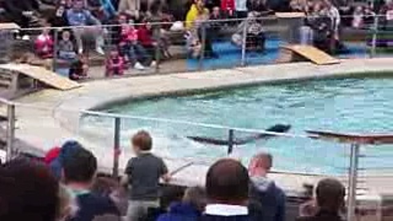 Funny KIDS vs ZOO ANIMALS,  LAUGHING Laughing laughing vedio