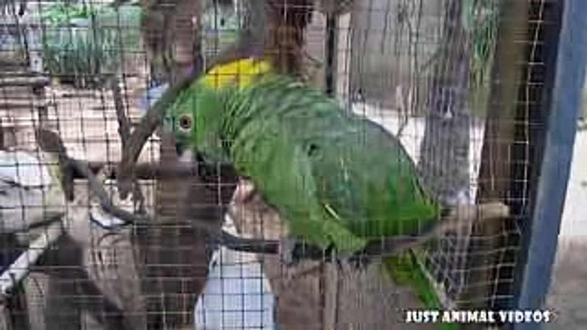 ⁣FUNNY PARROTS VS Funny Birds 2018