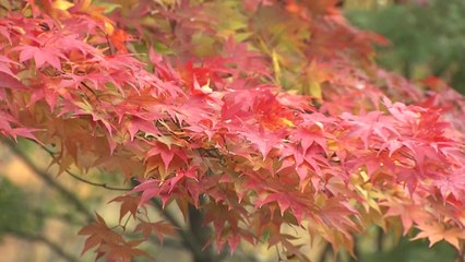 충남 계룡산 단풍 절정...갑사의 가을 / YTN