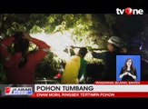 Pohon Tumbang, Enam Mobil Ringsek dan 2 Pengemudi Terluka