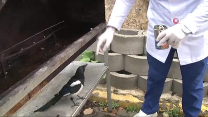 Saksağan Kendisini Tedavi Eden Veterinerden Ayrılamıyor