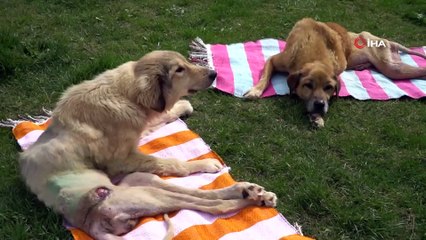 Bu çiftlik ölüme terk edilmiş ve felçli hayvanlara umut oluyor