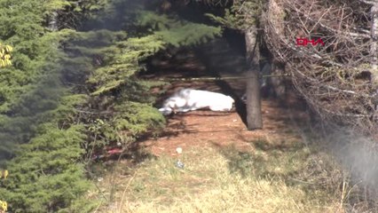 Ankara'da Ormanlık Alanda Çocuk Cesedi Bulundu