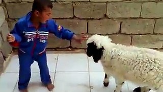 Lamb /sheep play with a little boy