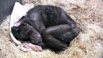 Jan van Hooff visits chimpanzee Mama, 59 yrs old and very sick. Emotional meeting