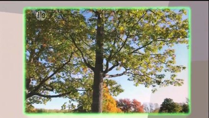 Wild Kratts S01E20 - The Blue and the Gray