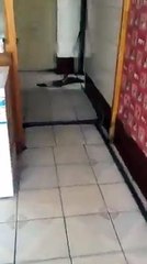 Kedi ve farenin amansız savaşı