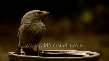 Jungle Babbler drinks from a water bowl in the hot Indian summer