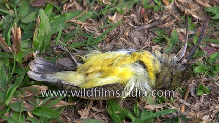 Little Spiderhunter dies in Arunachal Pradesh India