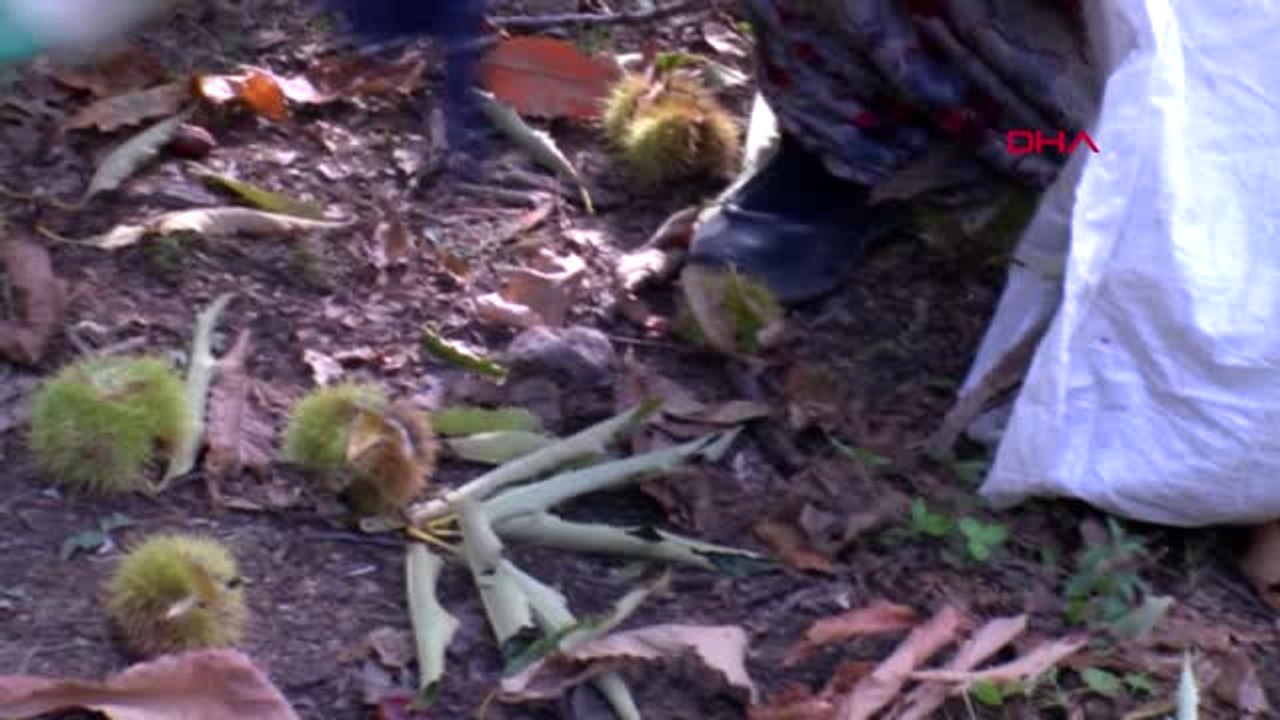 Bursa Kestane Şekeri Üreticisi 40 Firma, Yılda 3 Bin Ton Kestane İşliyor