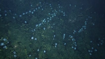 Download Video: 'Massive' Group Of Deep Sea Octopuses Never Seen Before Filmed By Nautilus Expedition