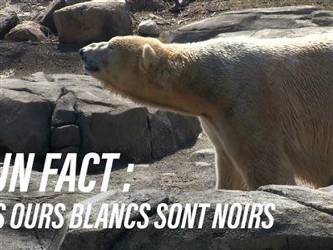 Les ours blancs...ont la peau noire !